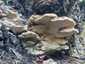 Gyantás kérgestapló (Ischnoderma resinosum), Budai-hegység